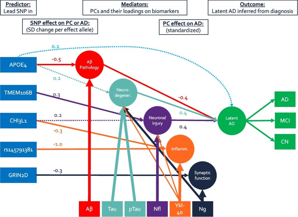 New Alzheimer's disease pathways identified