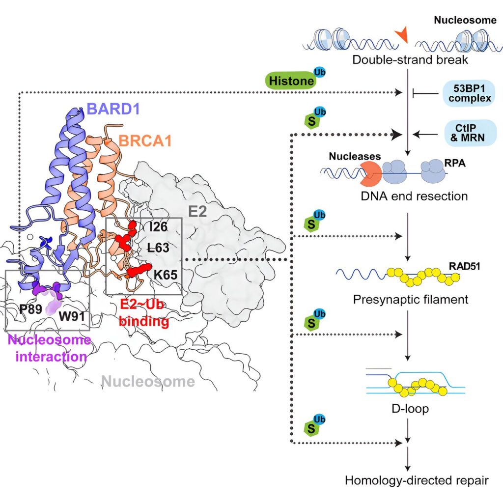 New research reveals how mutations in BRCA1 affect cancer susceptibility in women